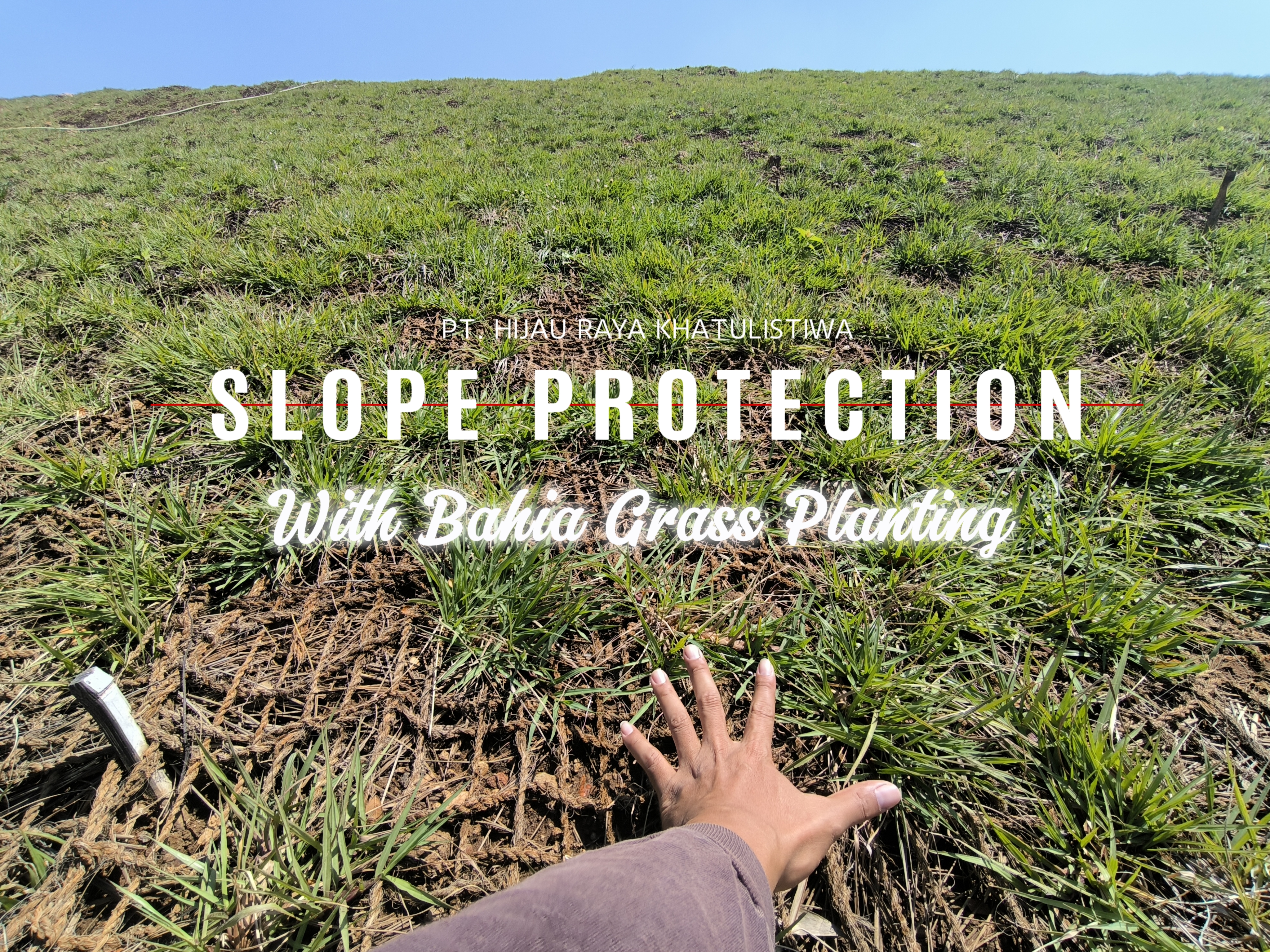 Thumbnail Blog  bahia-grass-untuk-perlindungan-erosi-permukaan-slope